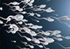 Sperm DNA Fragmentation Test